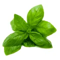 Basil