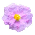 Cistus