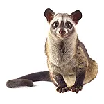 Civet