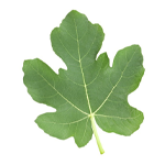 Fig Leaf