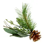 Fir