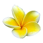 Frangipani