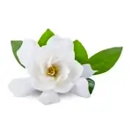 Gardenia