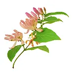 Honeysuckle