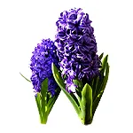 Hyacinth