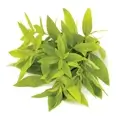 Lemon Verbena