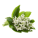 Lily-of-the-Valley