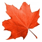 Maple