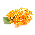 Osmanthus