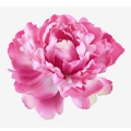 Peony