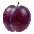 Plum