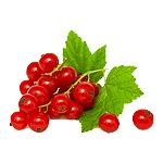 Red Currant