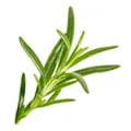 Rosemary