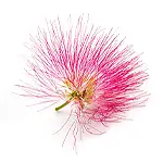 Silk Tree blossom