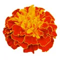 Tagetes