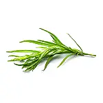 Tarragon