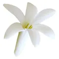 Tuberose