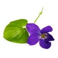 Violet Leaf