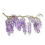 Wisteria