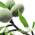 Almond Tree