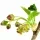 Black Currant Blossom