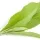 Camphor