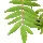 Cedar Leaves