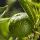 Chinotto