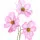 Cosmos Flower