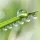 Dew Drop