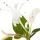 Honeysuckle