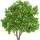 Lemon Tree