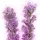 Liatris