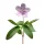 Mayflower