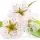 Pear Blossom