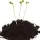 Peat