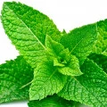 Peppermint