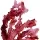 Red Algae