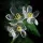 Skeleton Flower