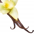 Vanilla Absolute
