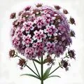 Vervain